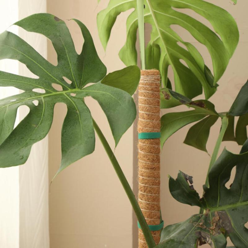 1Pcs Plant Growth Traction Rod - огляд і ціна Vine Climbing Plastic