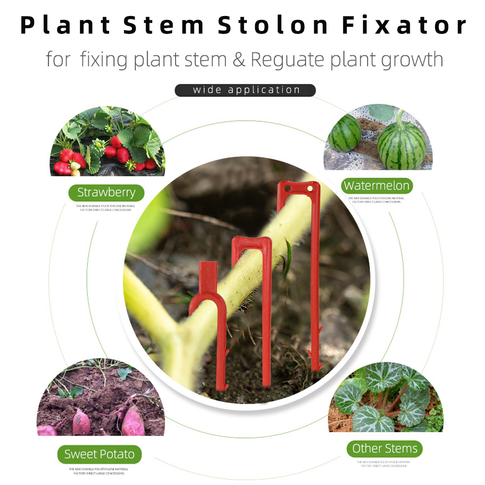 20-50PCS Strawberry Planting F - огляд і ціна Vine Climbing Plastic