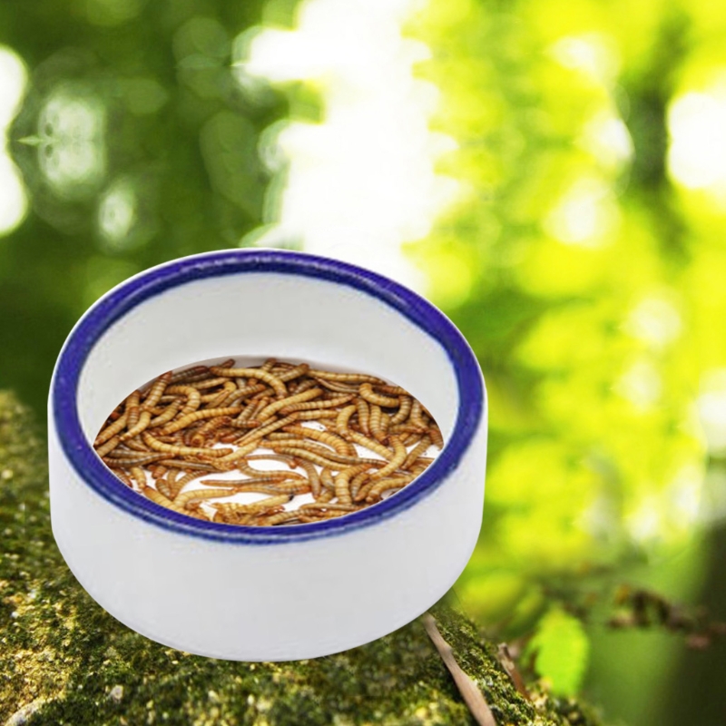 Reptile Bowl Spider Water Dish - огляд і ціна Water Dish Reptile